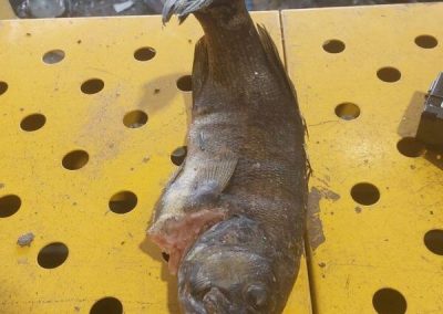 Pas de poisson dans votre bac bleu