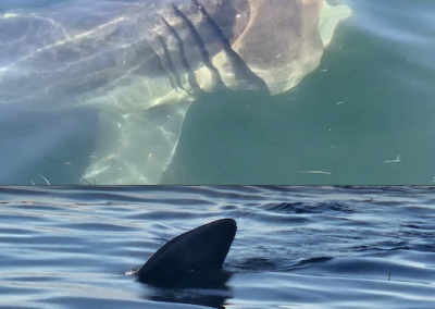 Pas un, mais deux requins Pèlerins ensemble à Percé !
