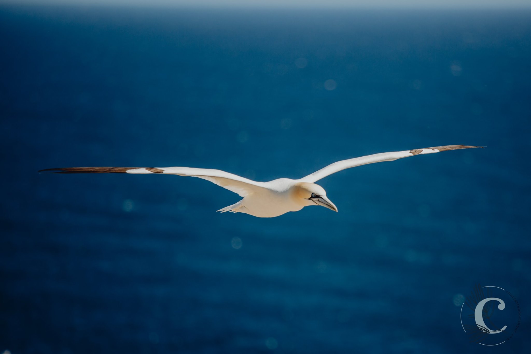 Charlotte B.- Domingue Photographe