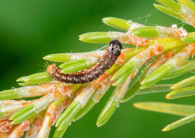 Tordeuse des bourgeons de l&rsquo;épinette : Québec investira 60 M$