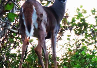 Une année record pour la chasse au cerf de Virginie au Québec