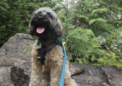 Toute morsure de chien doit être prise au sérieux