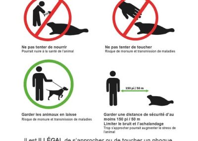 Présence de phoques dans des zones de baignade à Chandler