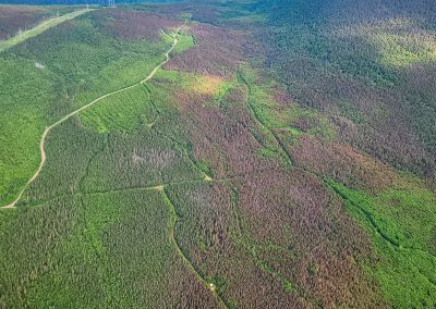 Récolte de bois de chauffage dans nos forêts publiques