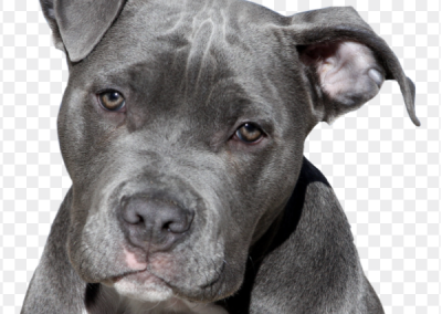 Chandler : des chiens de type pitbull ou rottweiller aperçus sur les plages