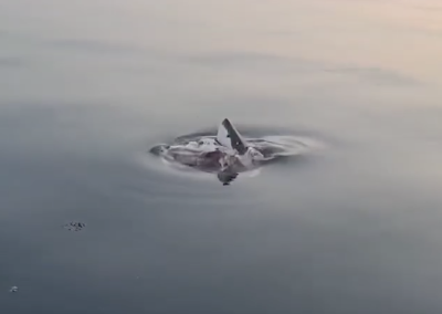 Observation unique d’un grand requin blanc