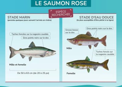 Saumon rose : la vigilance est de mise