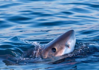 Observations de requins blancs cet été : résultats dévoilés