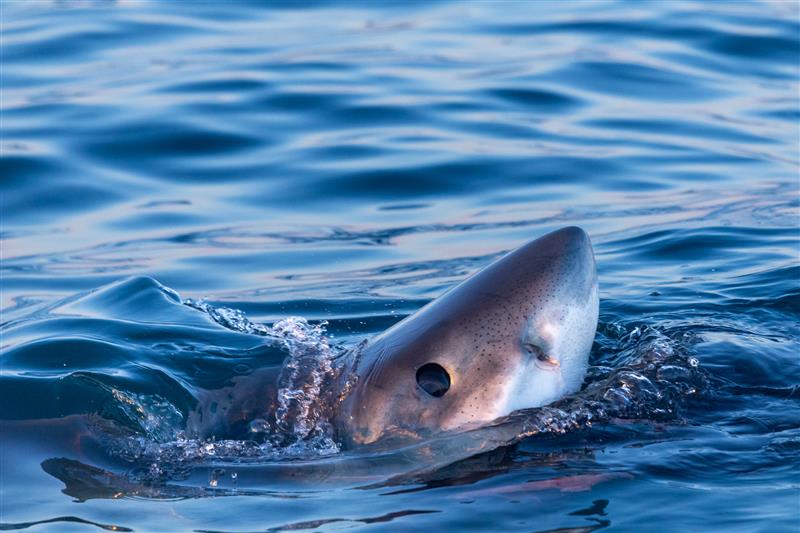 requin mpo