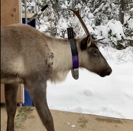caribou