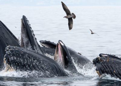 Ottawa entend investir 258M$ pour protéger les baleines