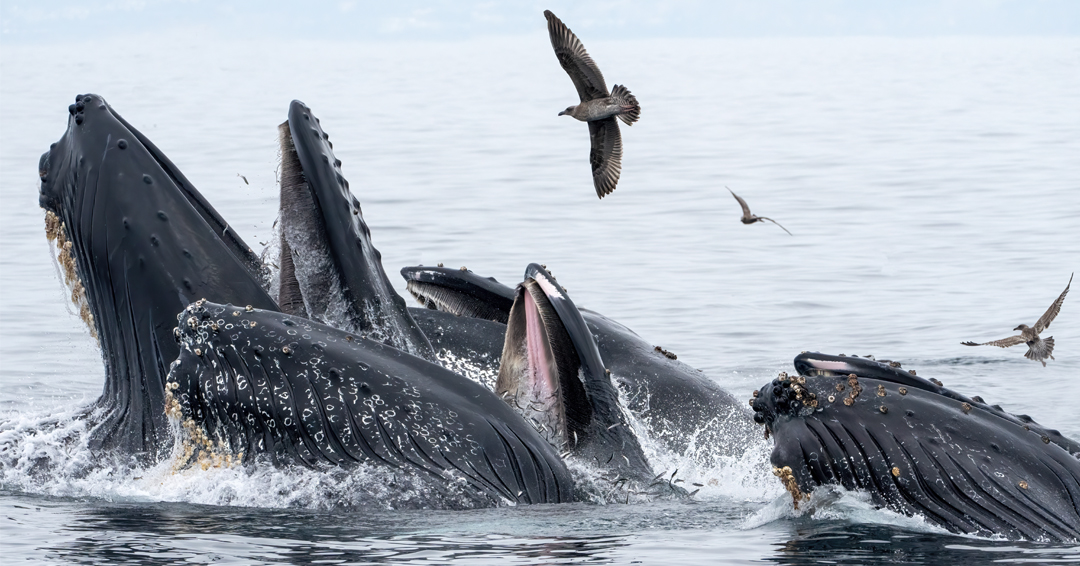 baleine MPO