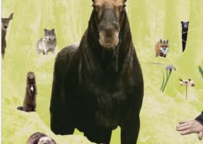 Le film Dans la forêt ce soir au Paradiso de Chandler