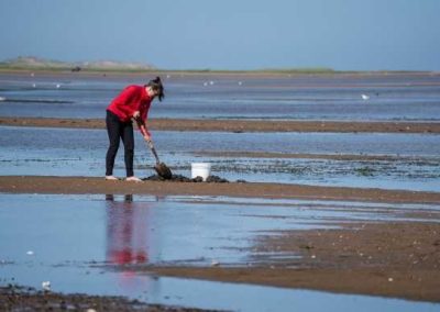 Mollusques : vérifiez si les secteurs sont ouverts