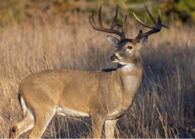 Chasse | Surveillance de la maladie débilitante chronique des cervidés dans la zone 1 sud en Gaspésie